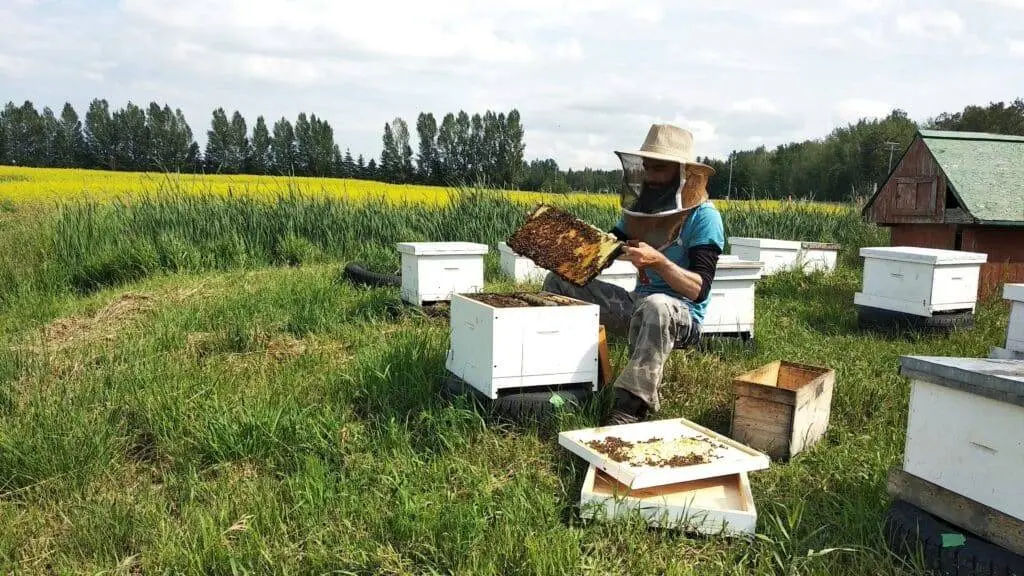 Rodolphe inspecte une ruche