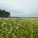 Champs de fleurs de sarrasin