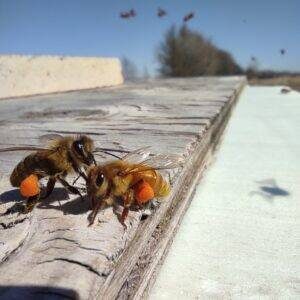 Abeilles avec pollen